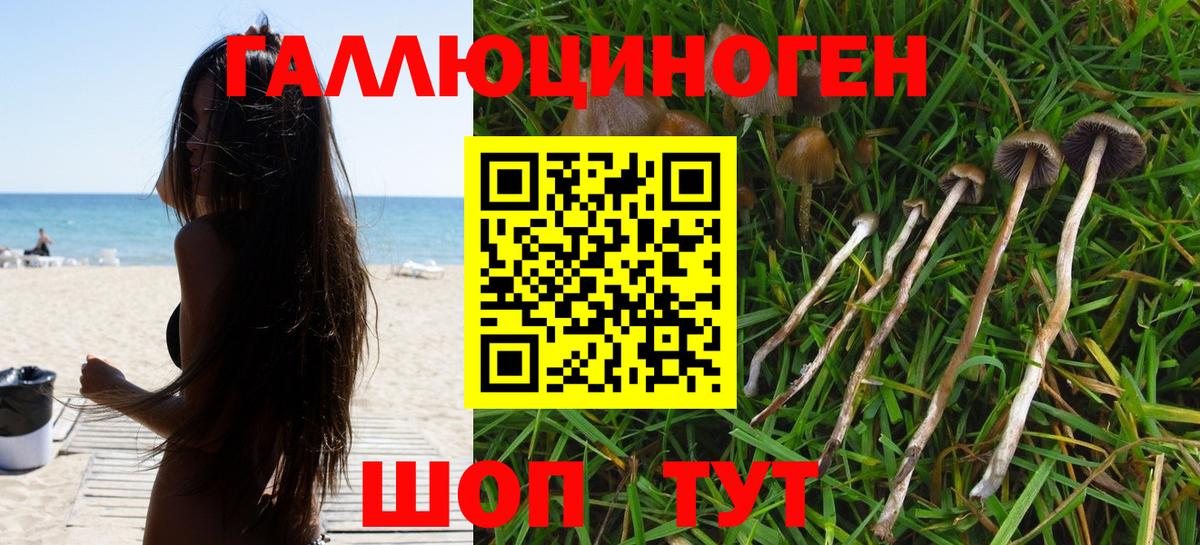 Галлюциногенные грибы GOLDEN TEACHER  Вход с VPN  Псилоцибиновые грибы Psilocybe  где купить наркотик  Аша 